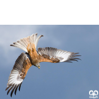 گونه کورکور حنایی Red Kite